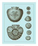 Tinted Shells on Aqua III Prints