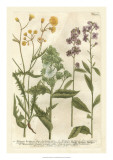 Weinmann's Garden VI Prints by Johann Weinmann