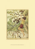 The Alder Fairy Póster