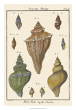 Fuseau Shell, Plate 426 Posters