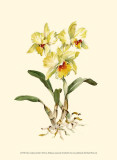 Yellow Cattleya Orchid Posters by Joy Waldman Yellow Cattleya Orchid Posters by Joy Waldman