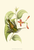 Delicate Hummingbird I Prints by Vision Studio 