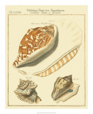 Antique Martini Shells III Posters by W. Martini
