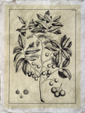 Embellished Antique Foliage VI Pósters por Pierre-Joseph Buchoz Embellished Antique Foliage VI Pósters por Pierre-Joseph Buchoz