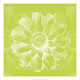 Chromatic Rosette II Prints by Vision Studio 