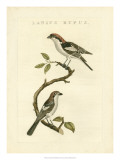 Nozeman Birds I Print by Nozeman 