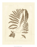 Sepia Ferns II Posters by Vision Studio 