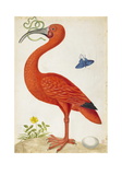 Curlew Catesby (or Scarlet Ibis) Giclee Print by Maria Sibylla Merian Curlew Catesby (or Scarlet Ibis) Giclee Print by Maria Sibylla Merian
