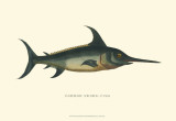Common Swordfish Posters by Vision Studio 