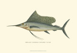 Broad Finned Sword-Fish Posters
