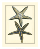 Antique Blue Starfish I Prints by Vision Studio 