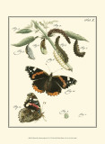 Butterfly Metamorphosis IV Affiches