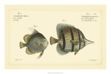 Antique Fish III Art by Marcus Elieser Bloch