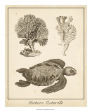 Sea Turtle Study I Posters by Vision Studio 