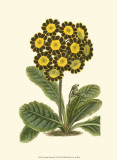 Antique Primula IV Posters
