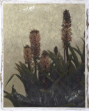 Pineapple Plant I Lámina por Chariklia Zarris