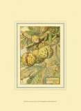 The Horse Chestnut Fairy Prints by Vision Studio 