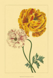 Ranunculus II Posters