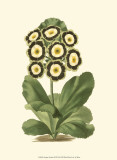 Antique Primula III Affiches
