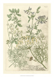 Weinmann's Garden IV Prints by Johann Weinmann