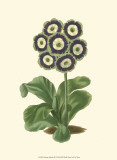 Antique Primula II Affiche