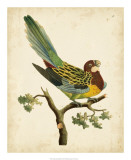 Nodder Tropical Bird II Láminas por Frederick P. Nodder