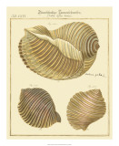 Antique Martini Shells I Print by W. Martini