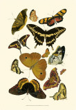 Yellow Butterfly Study Póster