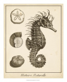 Seahorse Study II Arte Seahorse Study II Arte