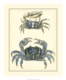 Antique Blue Crabs II Poster