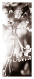 Blossom Triptych III Prints by Renee Stramel