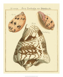 Antique Martini Shells II Prints by W. Martini