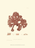 Nature Print in Coral I Konst Nature Print in Coral I Konst