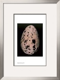 Egg I Limited Edition Framed Print by Thaddeus Holownia