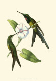 Delicate Hummingbird III Prints by Vision Studio 
