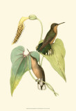 Delicate Hummingbird II Póster