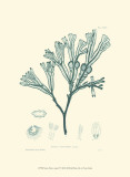 Nature Print in Aqua IV Poster Nature Print in Aqua IV Poster