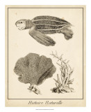 Sea Turtle Study II Láminas
