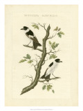 Nozeman Birds IV Prints by Nozeman 