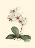 Phalaenopsis Red Throat Orchid Posters by Joy Waldman