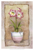 Spring Amaryllis Prints by Abby White