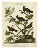 Ornithology II Prints by Sydenham Teast Edwards