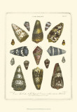 Conchology Collection IV Posters by Albertus Seba