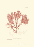Nature Print in Coral IV Plakat Nature Print in Coral IV Plakat