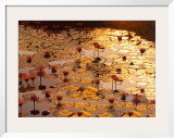 Lotus Pond Art by Bruno Baumann