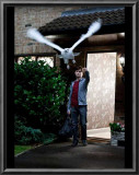 Harry Potter and The Deathly Hallows Part 1 - Harry and Hedwig Photo Posters