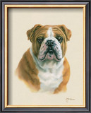 English Bulldog Prints by Judy Gibson