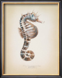Potbelly Seahorse Pôsters por Richard Van Genderen