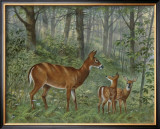 Deer Family I Art by Ron Jenkins