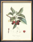 Cherries Poster by Pierre-Antoine Poiteau